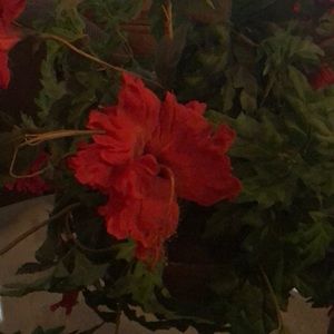 Meet your Posher, Ccindy